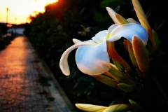 Sunset from the Park